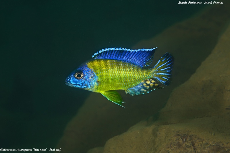 Aulonocara stuartgranti 'Hai Reef'